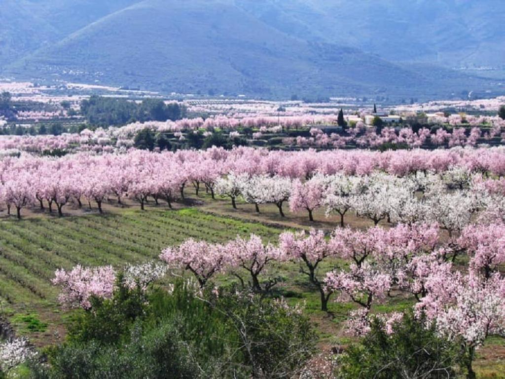 One Bed Apartment Overlooking Jalon Valley, Costa Blanca Alcalalí Екстериор снимка