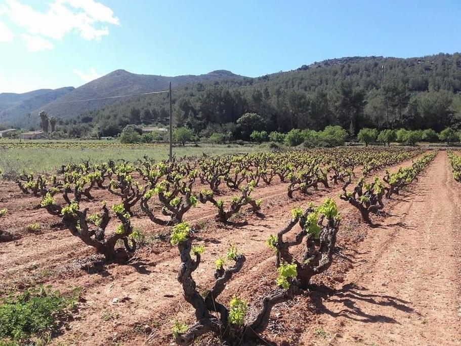 One Bed Apartment Overlooking Jalon Valley, Costa Blanca Alcalalí Екстериор снимка